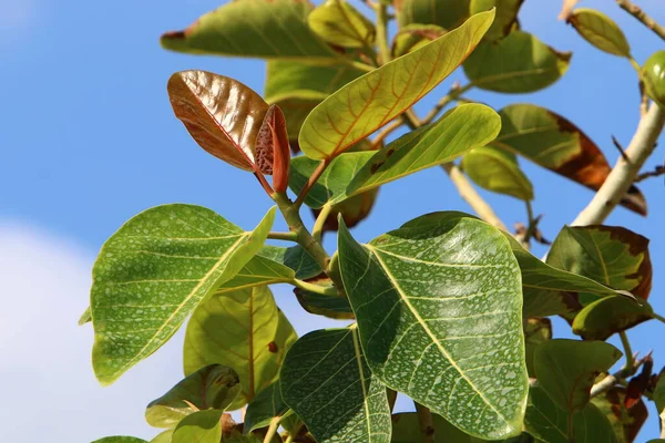 Kleurrijke Bladeren Aan Een Boom Een Stadspark Israël Bladeren Worden — Stockfoto