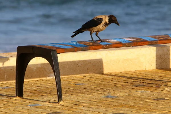 Uma Cadeira Fica Uma Praia Cidade Costa Mediterrânea Norte Israel — Fotografia de Stock