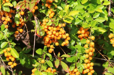 Olgun böğürtlen ve meyveler İsrail 'in kuzeyindeki bir şehir parkında ağaç dallarına asılıyor. 