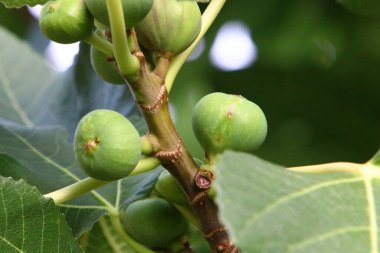 Olgun böğürtlen ve meyveler İsrail 'in kuzeyindeki bir şehir parkında ağaç dallarına asılıyor. 