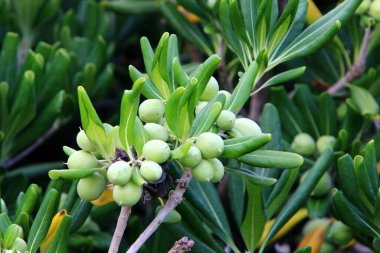 Olgun böğürtlen ve meyveler İsrail 'in kuzeyindeki bir şehir parkında ağaç dallarına asılıyor. 