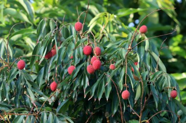 Olgun böğürtlen ve meyveler İsrail 'in kuzeyindeki bir şehir parkında ağaç dallarına asılıyor. 