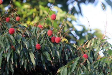 Olgun böğürtlen ve meyveler İsrail 'in kuzeyindeki bir şehir parkında ağaç dallarına asılıyor. 