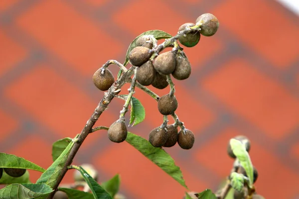 Baies Mûres Des Fruits Accrochés Sur Les Branches Arbres Dans — Photo