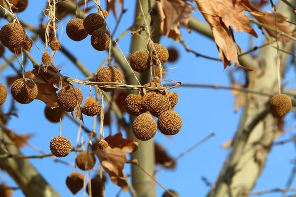 Bagas Maduras Frutas Penduradas Galhos Árvores Parque Cidade Norte Israel — Fotografia de Stock