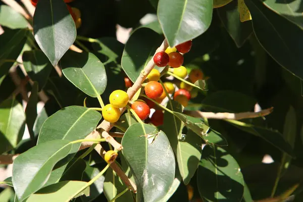 Bacche Mature Frutti Appesi Rami Albero Parco Cittadino Nel Nord — Foto Stock