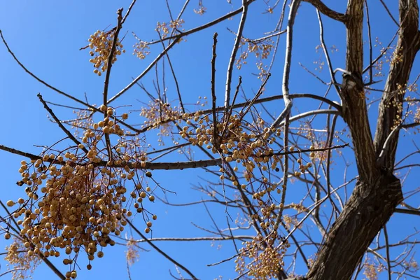 Baies Mûres Des Fruits Accrochés Sur Les Branches Arbres Dans — Photo