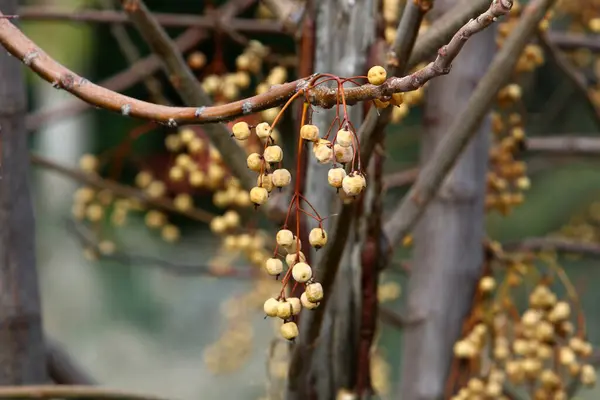 Reife Beeren Und Früchte Hängen Ästen Einem Stadtpark Norden Israels — Stockfoto
