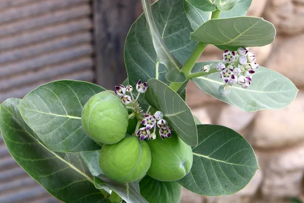 Reife Beeren Und Früchte Hängen Ästen Einem Stadtpark Norden Israels — Stockfoto