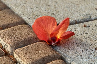 Kuzey İsrail 'deki bir şehir parkında kaldırımda düşen yapraklar ve çiçekler. İsrail 'de sıcak yaz 