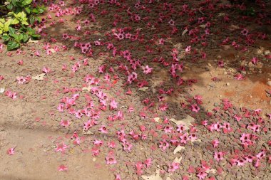 Kuzey İsrail 'deki bir şehir parkında kaldırımda düşen yapraklar ve çiçekler. İsrail 'de sıcak yaz 