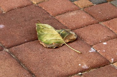 Kuzey İsrail 'deki bir şehir parkında kaldırımda düşen yapraklar ve çiçekler. İsrail 'de sıcak yaz 