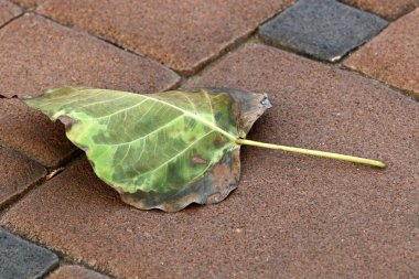 Kuzey İsrail 'deki bir şehir parkında kaldırımda düşen yapraklar ve çiçekler. İsrail 'de sıcak yaz 