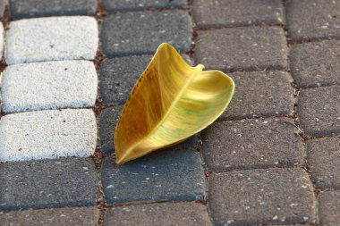 Kuzey İsrail 'deki bir şehir parkında kaldırımda düşen yapraklar ve çiçekler. İsrail 'de sıcak yaz 