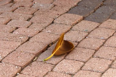 Kuzey İsrail 'deki bir şehir parkında kaldırımda düşen yapraklar ve çiçekler. İsrail 'de sıcak yaz 