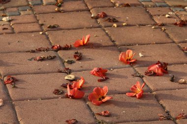 Kuzey İsrail 'deki bir şehir parkında kaldırımda düşen yapraklar ve çiçekler. İsrail 'de sıcak yaz 