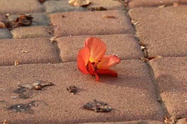 Kuzey İsrail 'deki bir şehir parkında kaldırımda düşen yapraklar ve çiçekler. İsrail 'de sıcak yaz 
