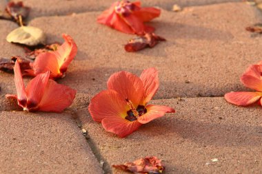 Kuzey İsrail 'deki bir şehir parkında kaldırımda düşen yapraklar ve çiçekler. İsrail 'de sıcak yaz 