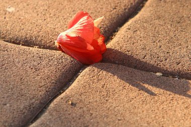 Kuzey İsrail 'deki bir şehir parkında kaldırımda düşen yapraklar ve çiçekler. İsrail 'de sıcak yaz 