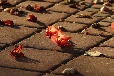 Kuzey İsrail 'deki bir şehir parkında kaldırımda düşen yapraklar ve çiçekler. İsrail 'de sıcak yaz 