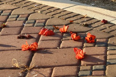 Kuzey İsrail 'deki bir şehir parkında kaldırımda düşen yapraklar ve çiçekler. İsrail 'de sıcak yaz 