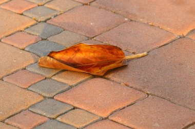 Kuzey İsrail 'deki bir şehir parkında kaldırımda düşen yapraklar ve çiçekler. İsrail 'de sıcak yaz 