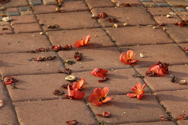 Kuzey İsrail 'deki bir şehir parkında kaldırımda düşen yapraklar ve çiçekler. İsrail 'de sıcak yaz 