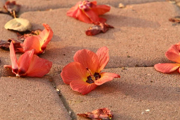 Kuzey İsrail 'deki bir şehir parkında kaldırımda düşen yapraklar ve çiçekler. İsrail 'de sıcak yaz 