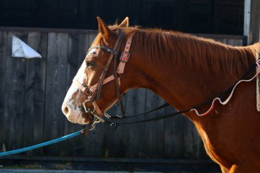 Kuzey İsrail 'de Akdeniz kıyılarında bir yürüyüş için at sırtında at binen bir binici. Atlar yaklaşıyor. 