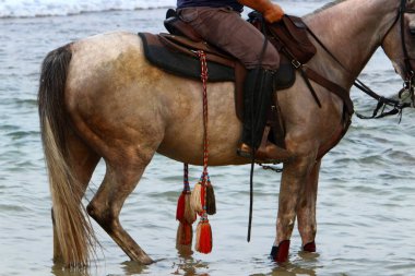 Kuzey İsrail 'de Akdeniz kıyılarında bir yürüyüş için at sırtında at binen bir binici. Atlar yaklaşıyor. 