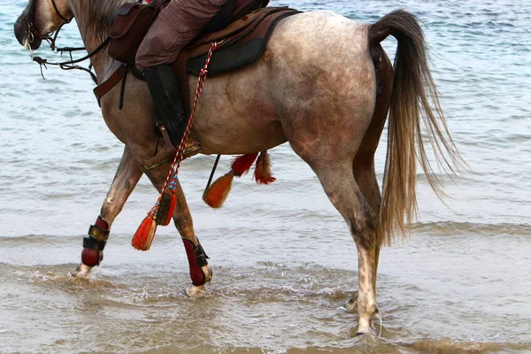 Kuzey Srail Akdeniz Kıyılarında Bir Yürüyüş Için Sırtında Binen Bir — Stok fotoğraf