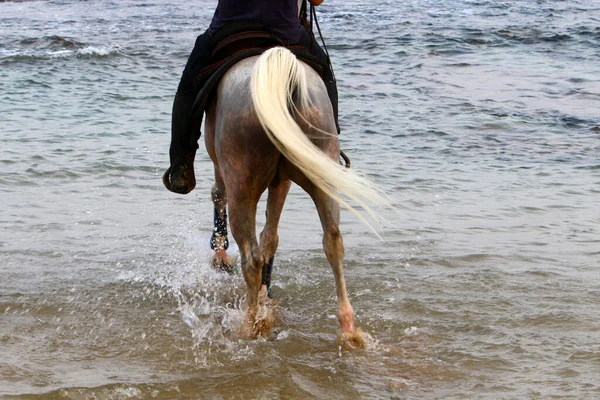 Ryttare Hästryggen För Promenad Medelhavets Stränder Norra Israel Hästar Närbild — Stockfoto
