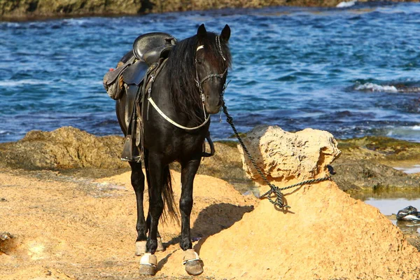 Reiter Auf Dem Pferderücken Einem Spaziergang Ufer Des Mittelmeeres Norden — Stockfoto