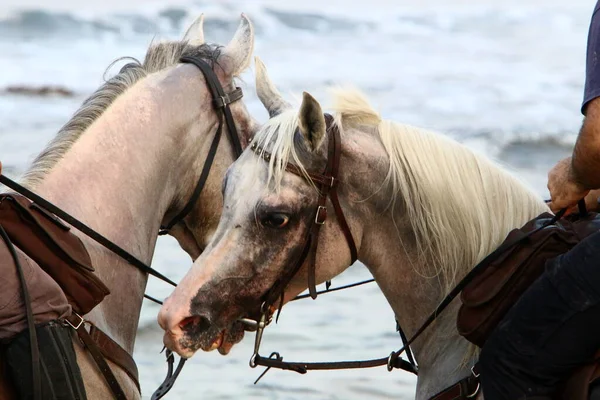 Reiter Auf Dem Pferderücken Einem Spaziergang Ufer Des Mittelmeeres Norden — Stockfoto