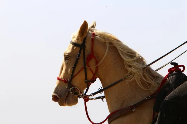 Cavalier Cheval Pour Une Promenade Sur Les Rives Mer Méditerranée — Photo