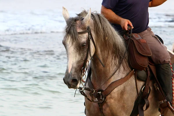 骑在马背上在以色列北部的地中海沿岸散步 马靠拢了 — 图库照片