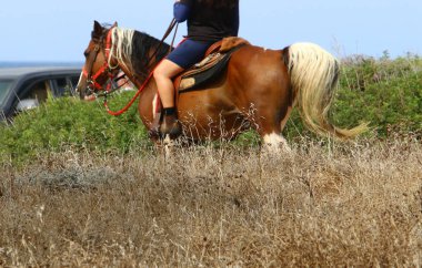 Kuzey İsrail 'de Akdeniz kıyılarında bir yürüyüş için at sırtında at binen bir binici. Atlar yaklaşıyor. 