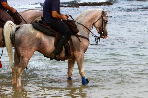 Reiter Auf Dem Pferderücken Einem Spaziergang Ufer Des Mittelmeeres Norden — Stockfoto