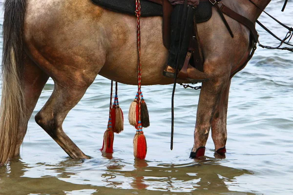 Всадник Лошадях Прогулки Берегам Средиземного Моря Севере Израиля Лошади Близко — стоковое фото