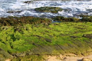 İsrail 'in kuzeyindeki dağlara yakın taş ve kaya dokusu 