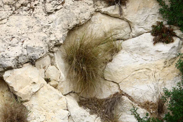 Текстура Камней Камней Крупным Планом Горах Севере Израиля — стоковое фото