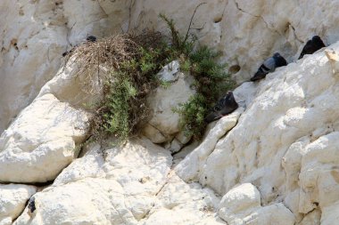 İsrail 'in kuzeyindeki dağlara yakın taş ve kaya dokusu 