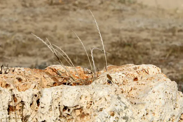 Texture Des Pierres Des Rochers Gros Plan Dans Les Montagnes — Photo