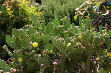 Kuzey İsrail 'deki Akdeniz kıyısında bir şehir parkında büyüyen büyük ve dikenli bir kaktüs. 