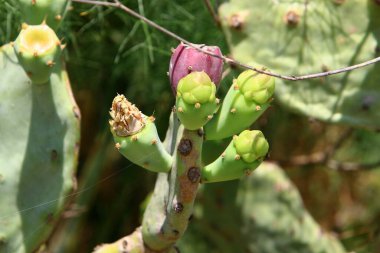 Kuzey İsrail 'deki Akdeniz kıyısında bir şehir parkında büyüyen büyük ve dikenli bir kaktüs. 