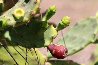 Kuzey İsrail 'deki Akdeniz kıyısında bir şehir parkında büyüyen büyük ve dikenli bir kaktüs. 