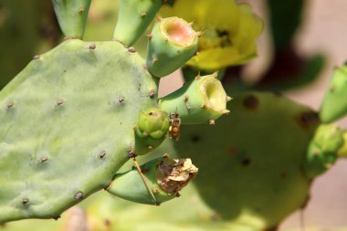 Kuzey İsrail 'deki Akdeniz kıyısında bir şehir parkında büyüyen büyük ve dikenli bir kaktüs. 
