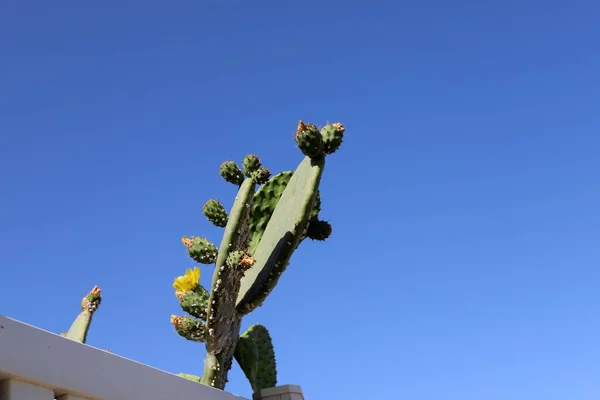 Duży Kłujący Kaktus Rosnący Parku Miejskim Wybrzeżu Morza Śródziemnego Północnym — Zdjęcie stockowe