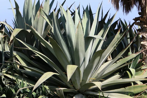 Cactus Grande Espinoso Creciendo Parque Ciudad Costa Mediterránea Norte Israel —  Fotos de Stock