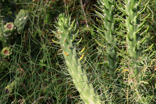 Cactus Mare Priceput Creștere Într Parc Oraș Coasta Mediteraneană Din — Fotografie, imagine de stoc